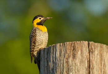  Close up of a campo flicker perched on a tree trunk