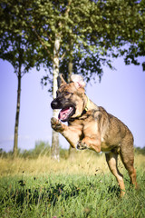 Summer action photo of german shepherd puppy, who is playing in the nature.