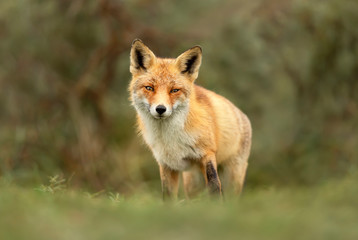 Close up of a red fox standing in grass