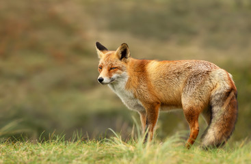 Close up of a red fox standing in grass