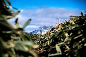 石鎚山 風景