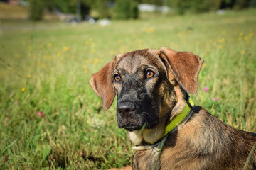 serious portrait of german shepherd puppy. He is so cute boy! 