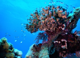 morze czerwone koral nurkowanie podwodne 