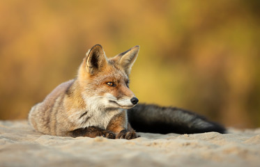 Naklejka na ściany i meble Close up of a Red fox lying on sand
