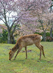 Naklejka na ściany i meble Deer at Nara Park (Japan) in the cherry blossom