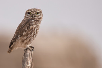 great horned owl