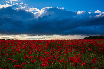 Sea of Poppies