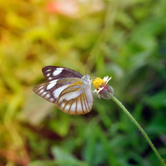 butterfly on flower