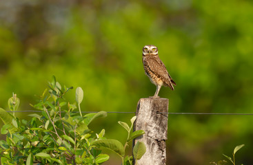  Burrowing owl perched on a fence post