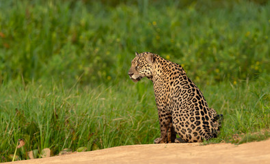 Jaguar on a river bank at sunset