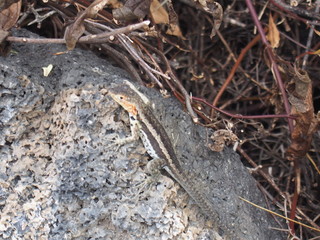 A small lizard sticking to the rocks, Isabela Island (Isla Isabela) is one of the Galápagos Islands, Ecuador