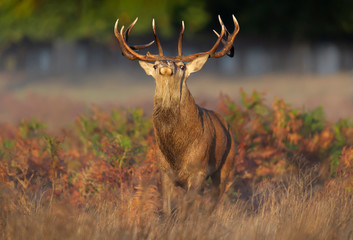 Red deer stag displaying during rutting season in autumn