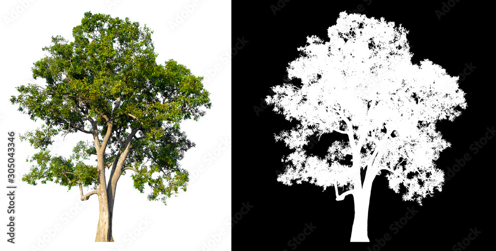 Poster isolated tree on white background with clipping path