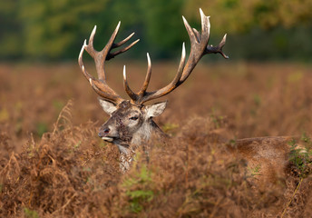 Close-up of an injured red deer stag
