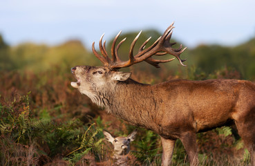 Red deer stag calling during rutting season in autumn
