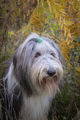 Portrait of bearded collie under the yellow flower.  So patient model.