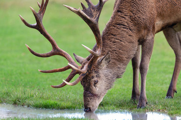 Close-up of a red deer drinking water from a puddle
