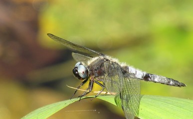 Dragonfly on leaf