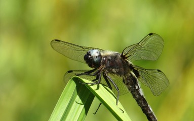 Dragonfly on leaf