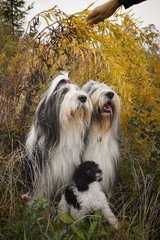 Naklejka na ściany i meble bearded collies and puppy of poodle are sitting in reed. Autumn photoshooting. Family photo.