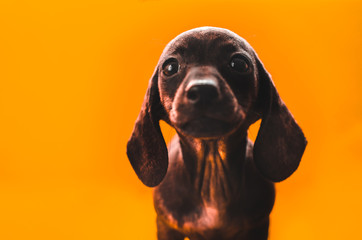 Dachshund puppy on a simple plain orange background in the form of a banner portrait