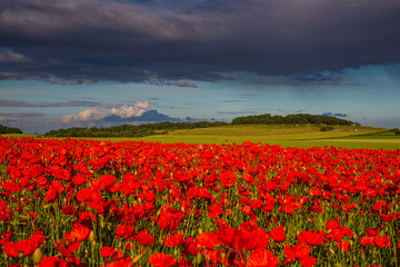 Sea of Poppies