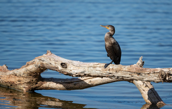 Neotropic Cormorant Perched On A Fallen Tree