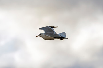 Gull in flight