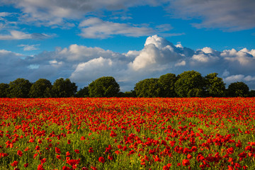 Sea of Poppies