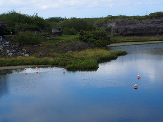 Fototapeta na wymiar Pink flamingos relaxing by the water, Isabela Island (Isla Isabela) is one of the Galápagos Islands, Ecuador