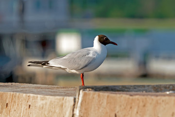 Gull
