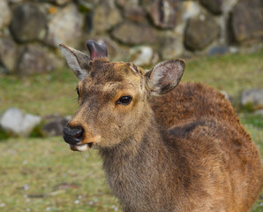 Deer at Nara Park (Japan) in the cherry blossom