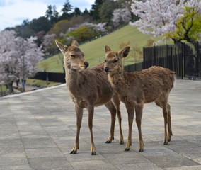 Deer at Nara Park (Japan) in the cherry blossom