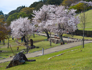 Cherry blossom (hanami) in Yoshino, Japan