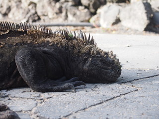 A Galapagos Marine Iguana relaxing on the ground, Isabela Island (Isla Isabela) is one of the Galápagos Islands, Ecuador