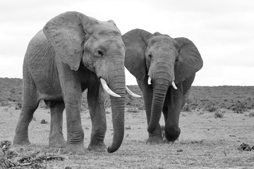 Fototapeta na wymiar 2 Elefanten im Addo 42