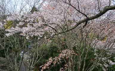 Cherry blossom (hanami) in Yoshino, Japan