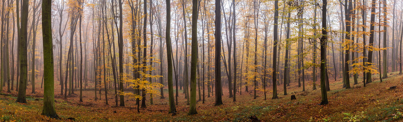 Panoramic autumn misty forest