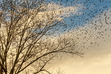 Fototapeta na wymiar Blackbirds roost on a pecan tree in autumn then take wing.