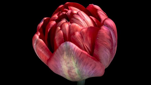 Timelapse of red tulip flower blooming on black background,