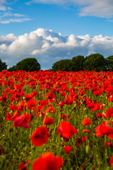 Sea of Poppies