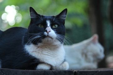 gato mirando a la nada pensando en todo