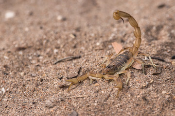 white scorpion in the desert