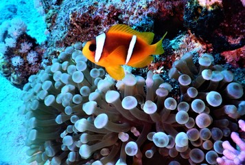 morze czerwone ryba koral nurkowanie  - obrazy, fototapety, plakaty