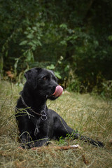 black dog is lying in reed with tongue outside. Autumn photoshooting