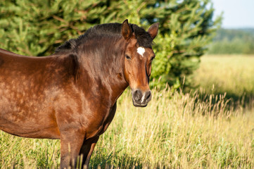 Obraz premium Brown horse portrait