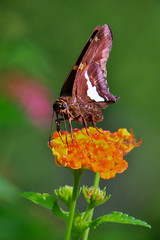 butterfly on flower