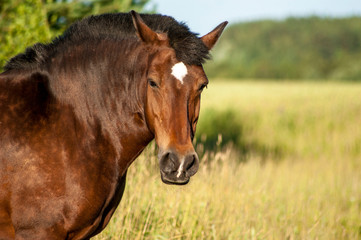 Brown horse portrait 