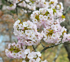 Cherry blossom (hanami) in Yoshino, Japan