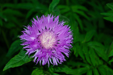 Close-up of blue-lilac cornflower (Centaurea cyanus) on the summer field. Macro photography of nature.